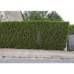 Entreprise Tonte Jardin