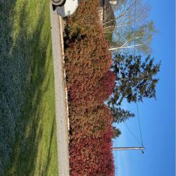 Entreprises W.d - Service D'élagage - Jardinier - Travaux De Rénovation Maison