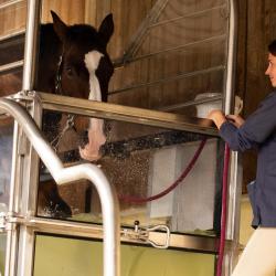 Equi Bains