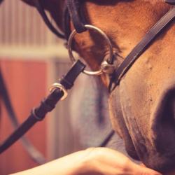 Equit'a Commelle