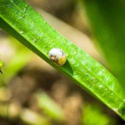 Escargot Boileau