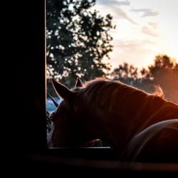 Espace Equestre De Mazerolles