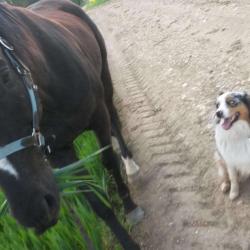 Espace Sos Canin