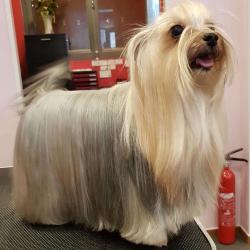 Esprit Canin