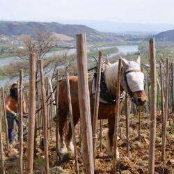 Esteve Paul - Domaine Des Miquettes