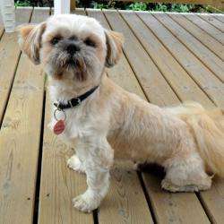 Estheti Chiens