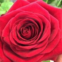 Et Fleurs Et Senteurs