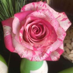 Etamine Fleurs