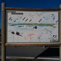 Etang D'ingril