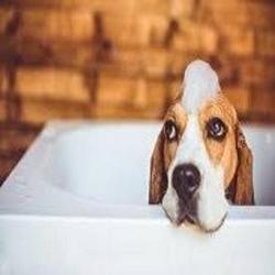 Europe Dog