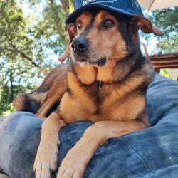 Expert Canin