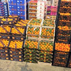 Expo Fruits