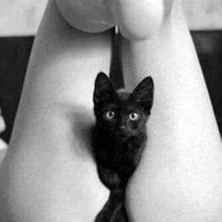 Fat Black Pussy Cat