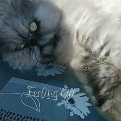 Feeling'cat