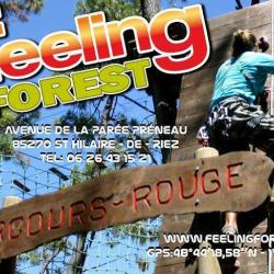 Feeling Forest