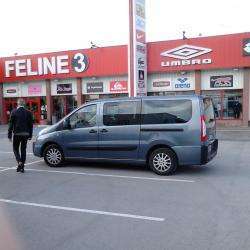 Féline 3