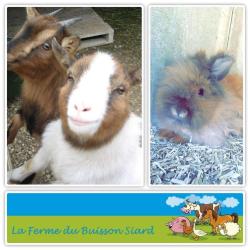 La Ferme Du Buisson Siard