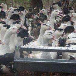 Ferme Cancargaut