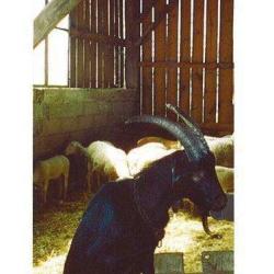 Ferme De Bassouls
