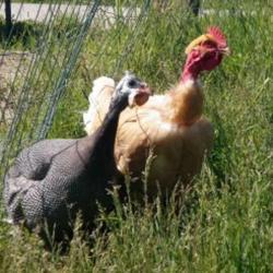 Ferme De Chavagnes