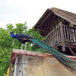Ferme De La Boissière
