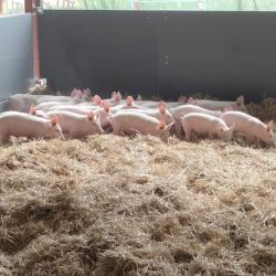 Ferme De La Périnière