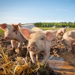 Ferme De Morillard