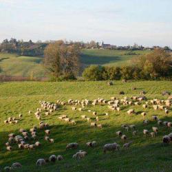 Ferme De Pichoulet