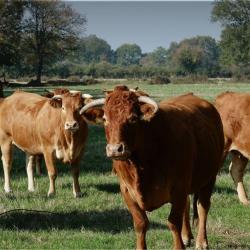 Ferme Des Broux - Viande à La Ferme