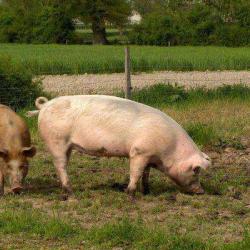 Ferme Des Bruyeres
