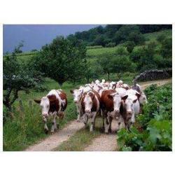 Ferme Des Nouvelles