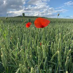 Ferme Des Trois Suissesses