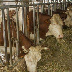 Ferme Du Marigot