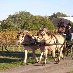 Ferme Equestre De Daoudou
