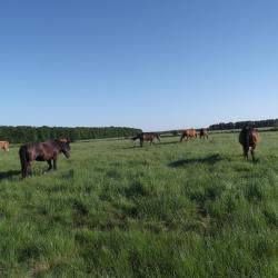 Ferme Equestre De Montecot