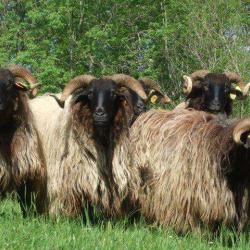 Ferme Garatea