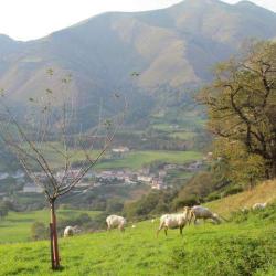 Ferme Pelloenea