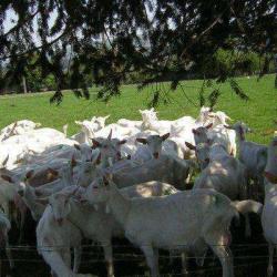 Ferme Taima