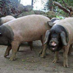 Ferme Xedarria
