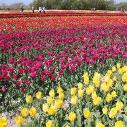 Fêtes Des Fleurs