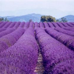 Agence Bleu Provence Immobilier