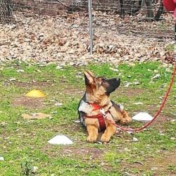 Corsica Dog Educ