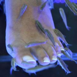Fish & Esthetique - Jmc