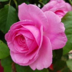 Fleur Bleue