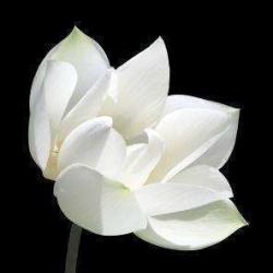 Fleur De Lotus