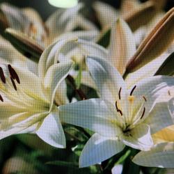 Fleur De Lys