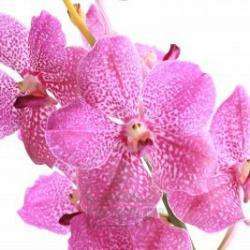 Fleuriste La Boutique Fleurie