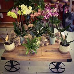 Fleurs Cadeaux
