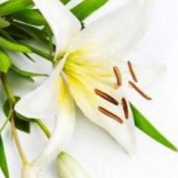Fleurs Camy Eliane