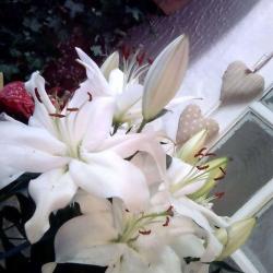 Fleurs De Boheme